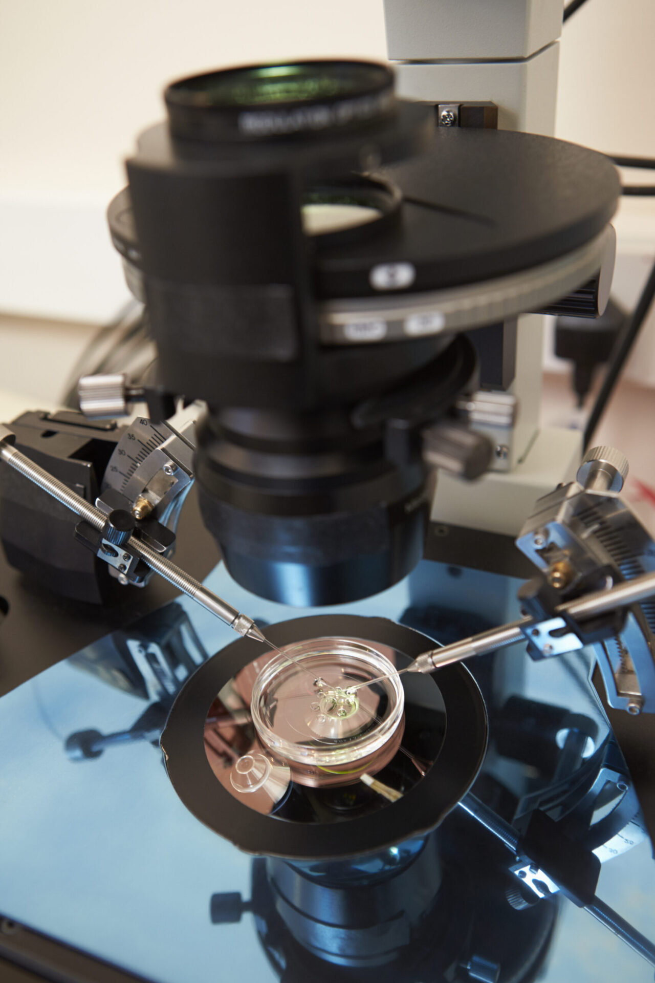 Fertilization Of Eggs In IVF Treatment1